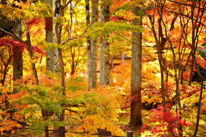 正法寺で紅葉デート