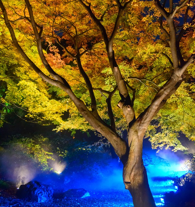 六義園で秋の紅葉デート