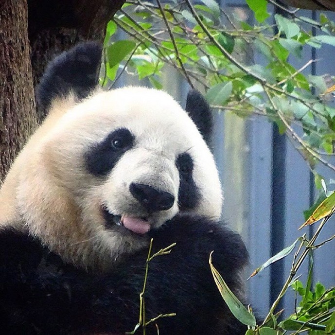 初デート 上野動物園
