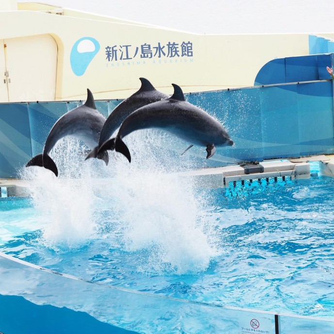 初デート 江ノ島水族館