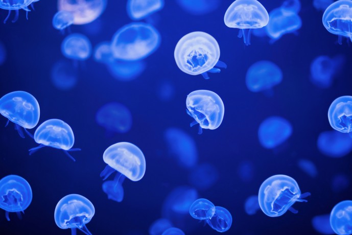 サンシャイン水族館